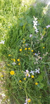 Image of Matthiola longipetala subsp. livida (Delile) Maire