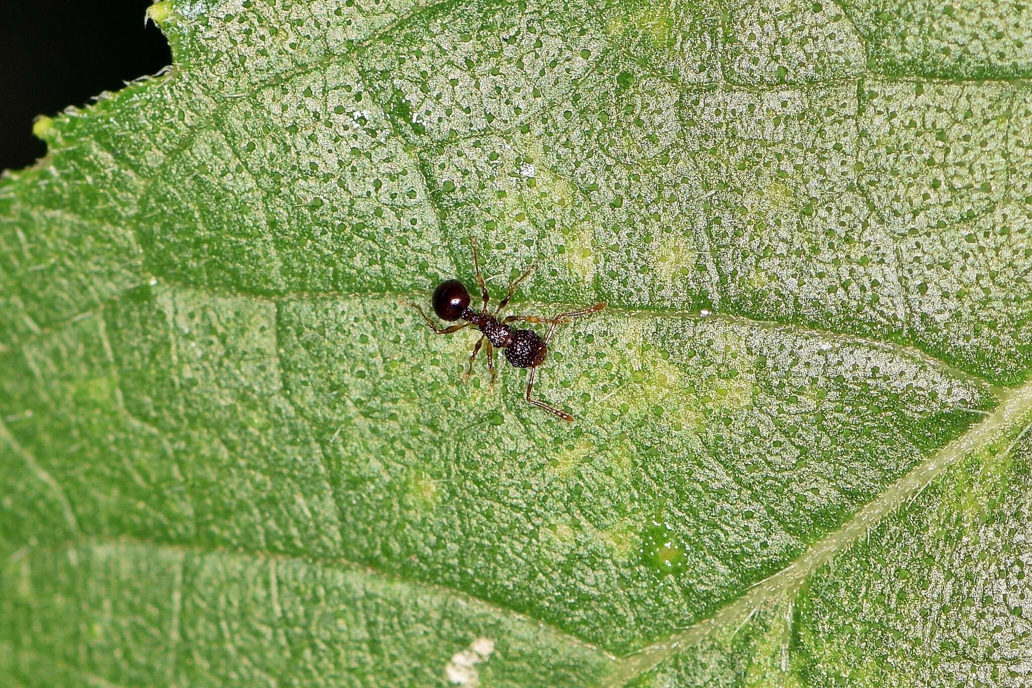 Image of Pristomyrmex punctatus (Smith 1860)