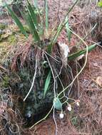 Image of Prosthechea hastata (Lindl.) W. E. Higgins