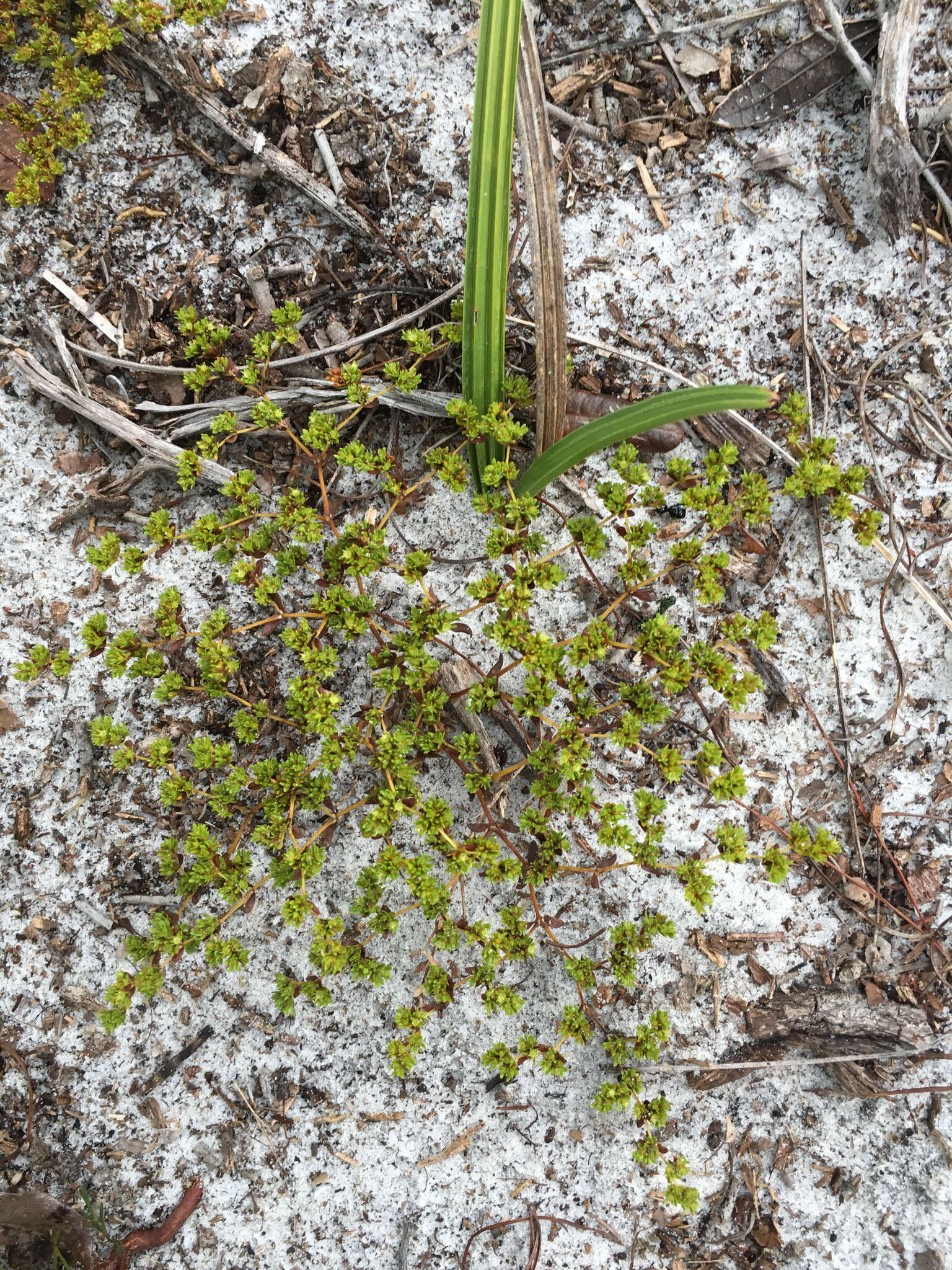 Image de Paronychia herniarioides (Michx.) Nutt.