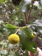 Image of Podanthus ovatifolius Lag.