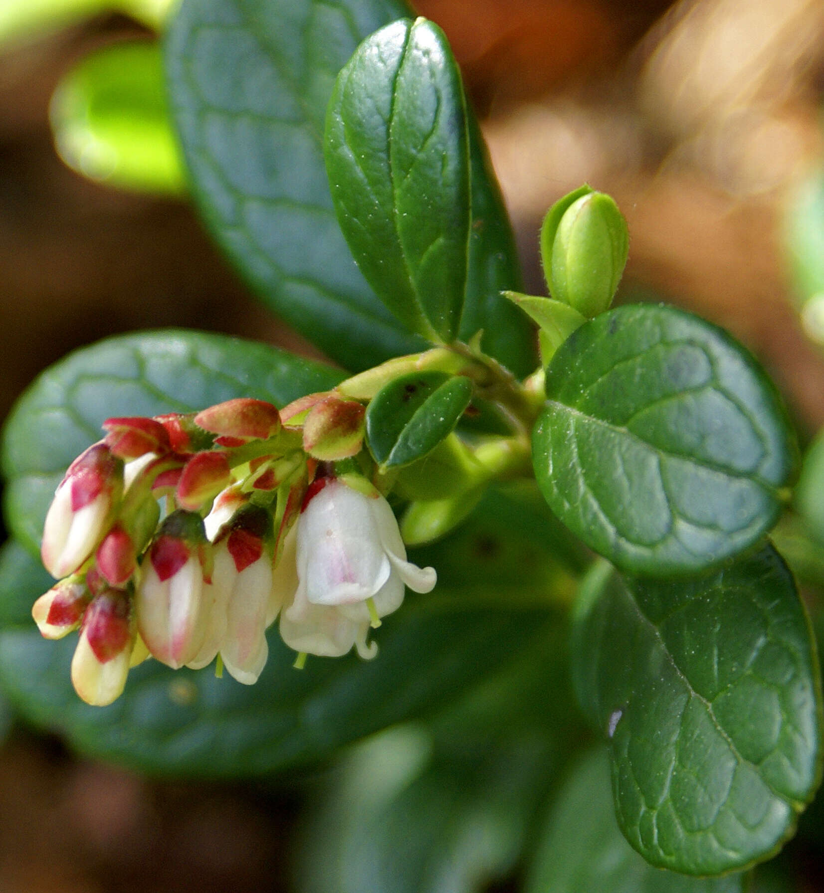 Image of lingonberry