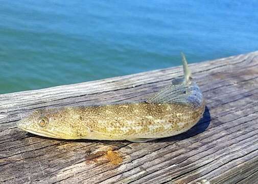 Image of Inshore Lizardfish