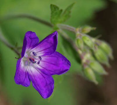 Image of Wood Crane's-bill