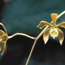 Image of Encyclia calderoniae Soto Arenas