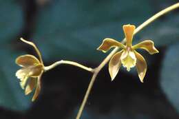 Image de Encyclia calderoniae Soto Arenas