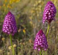 صورة Anacamptis pyramidalis (L.) Rich.