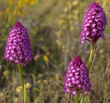 Image of Pyramidal orchid