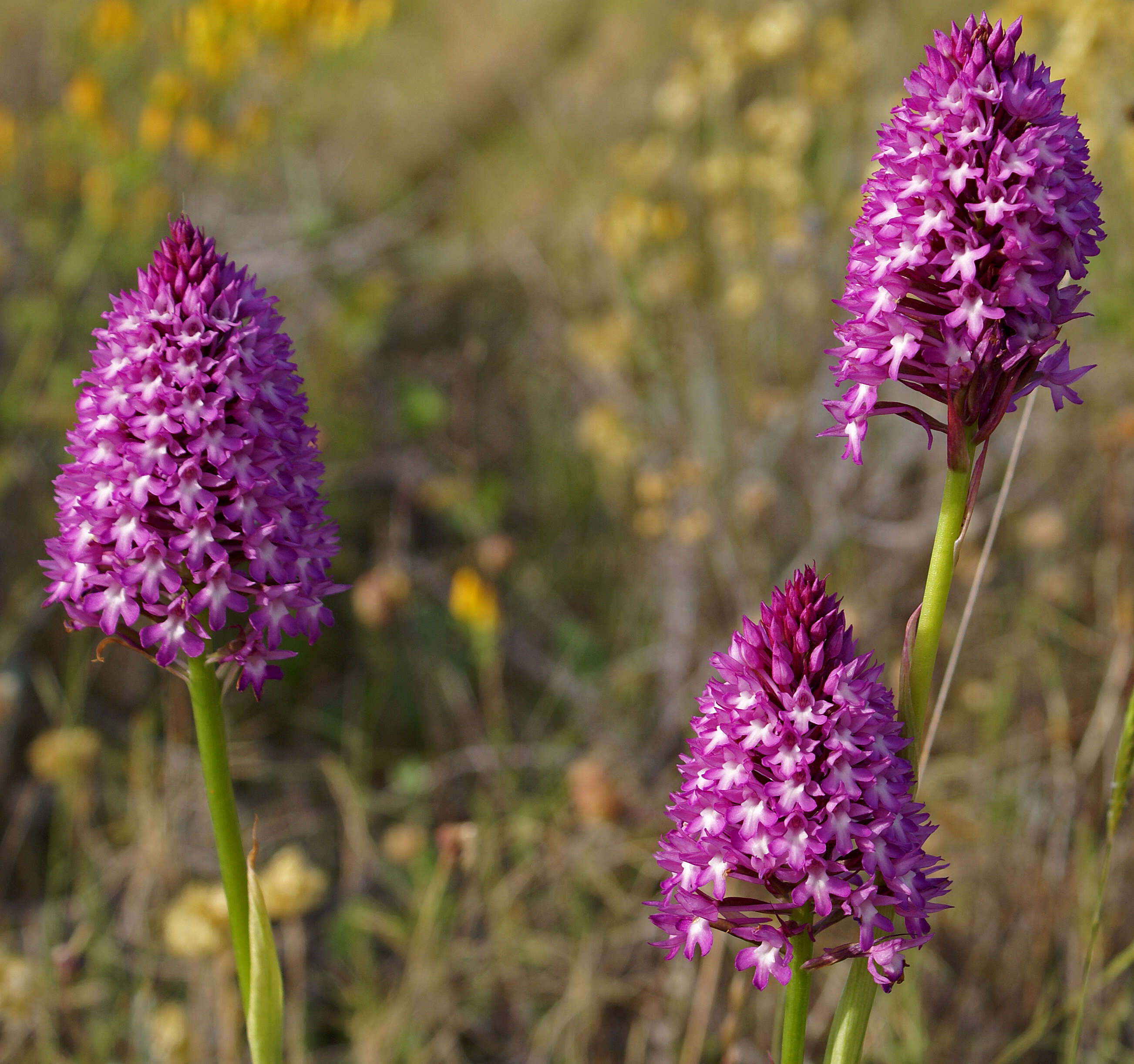 Image of Pyramidal orchid