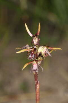 Image of Tallong midge orchid