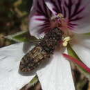 Image of Nothomorpha major Kerremans 1899