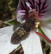 Image of Nothomorpha major Kerremans 1899