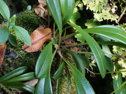 Image of Masdevallia fulvescens Rolfe