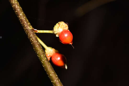 Image of Trophis scandens subsp. scandens
