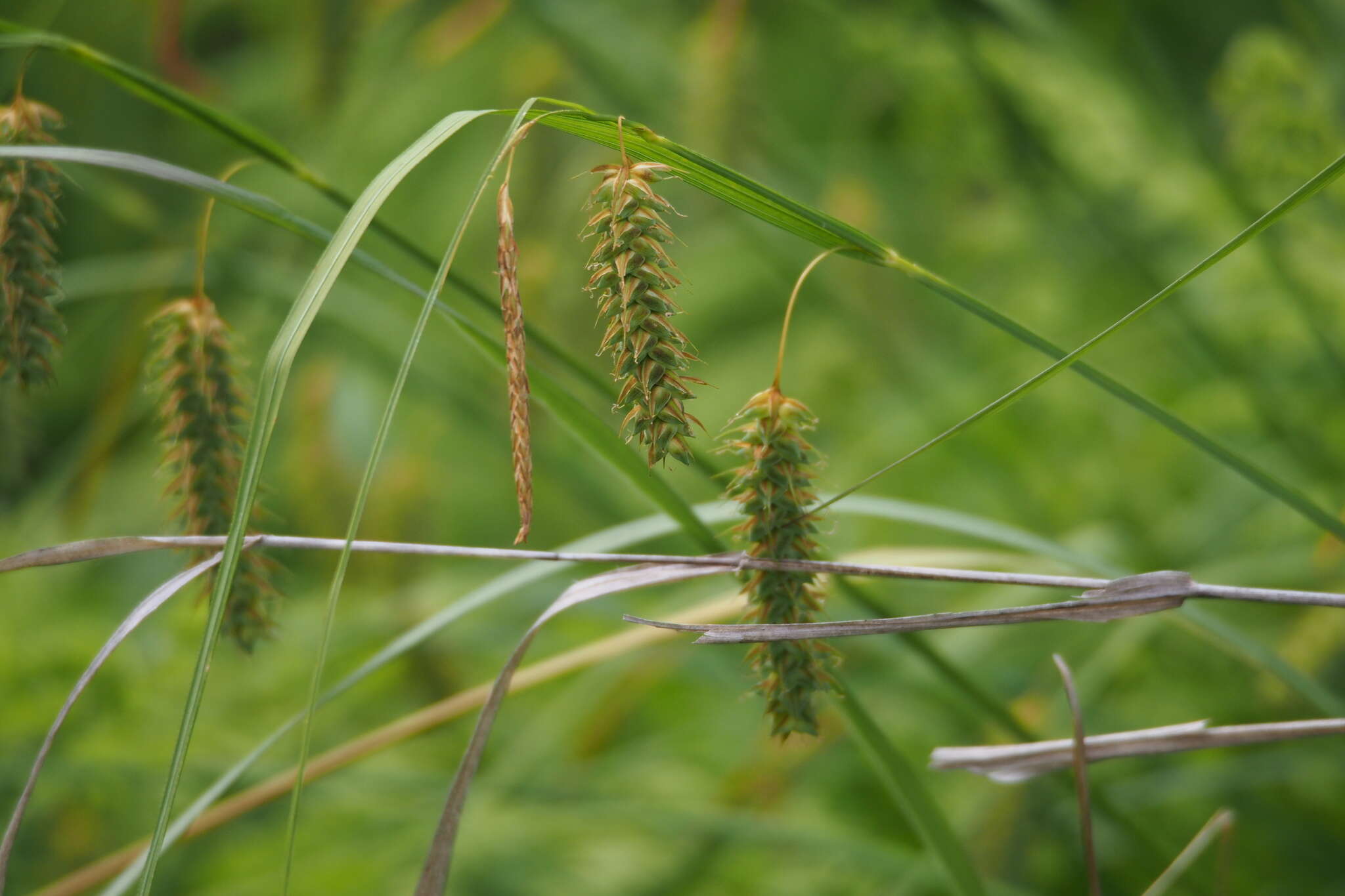 Image of Carex maximowiczii Miq.