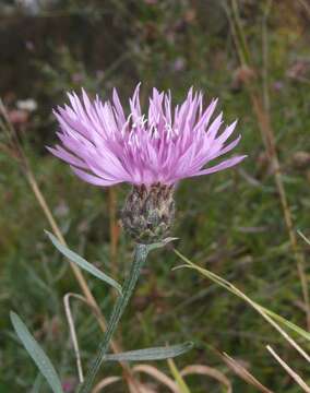 Image of spotted knapweed