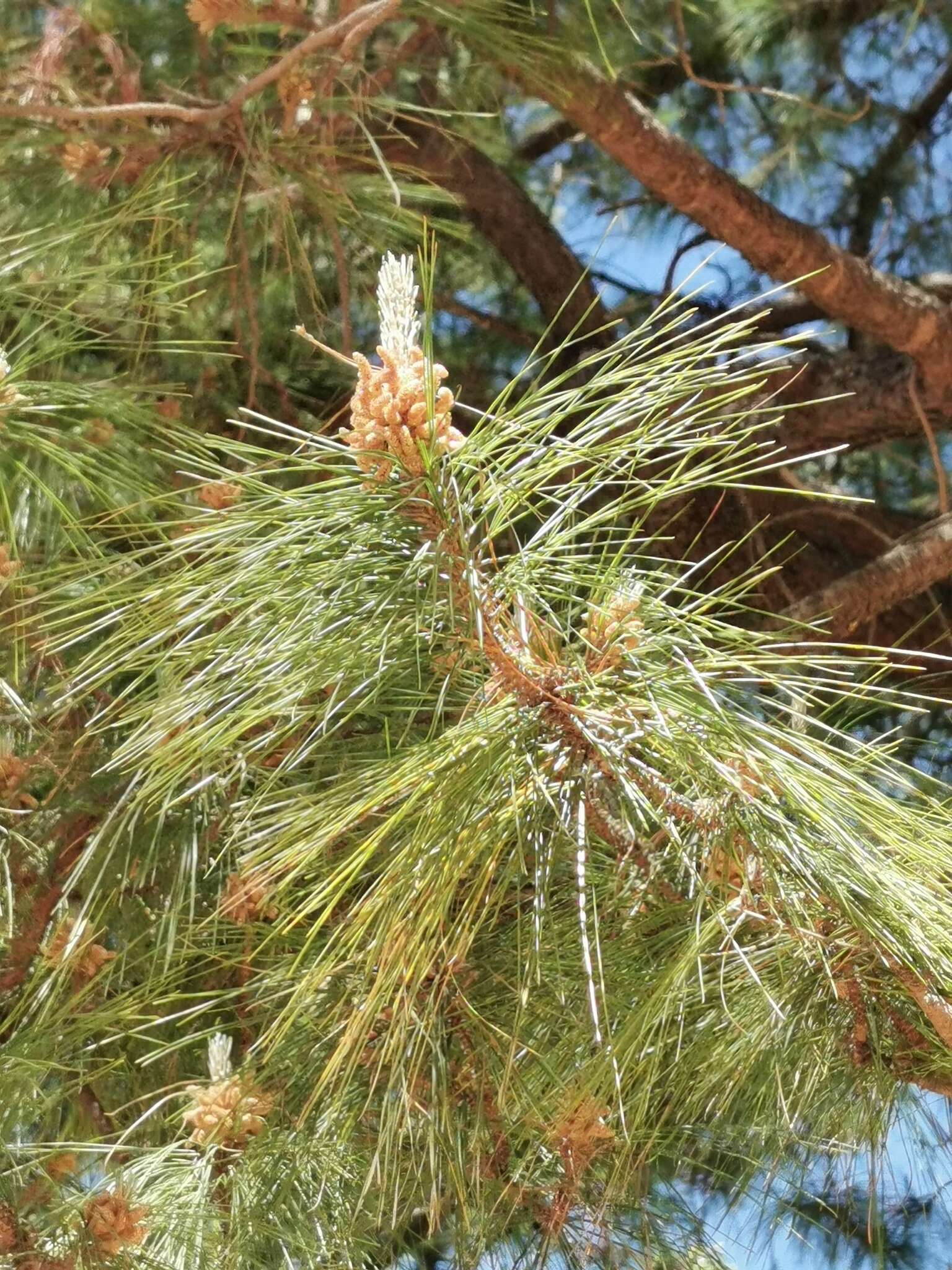 Image of Herrera's Pine