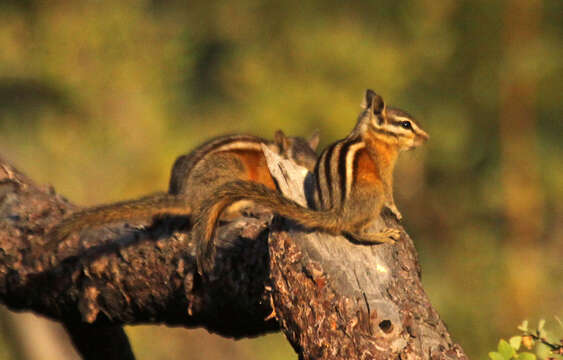 Image of Yellow-pine Chipmunk