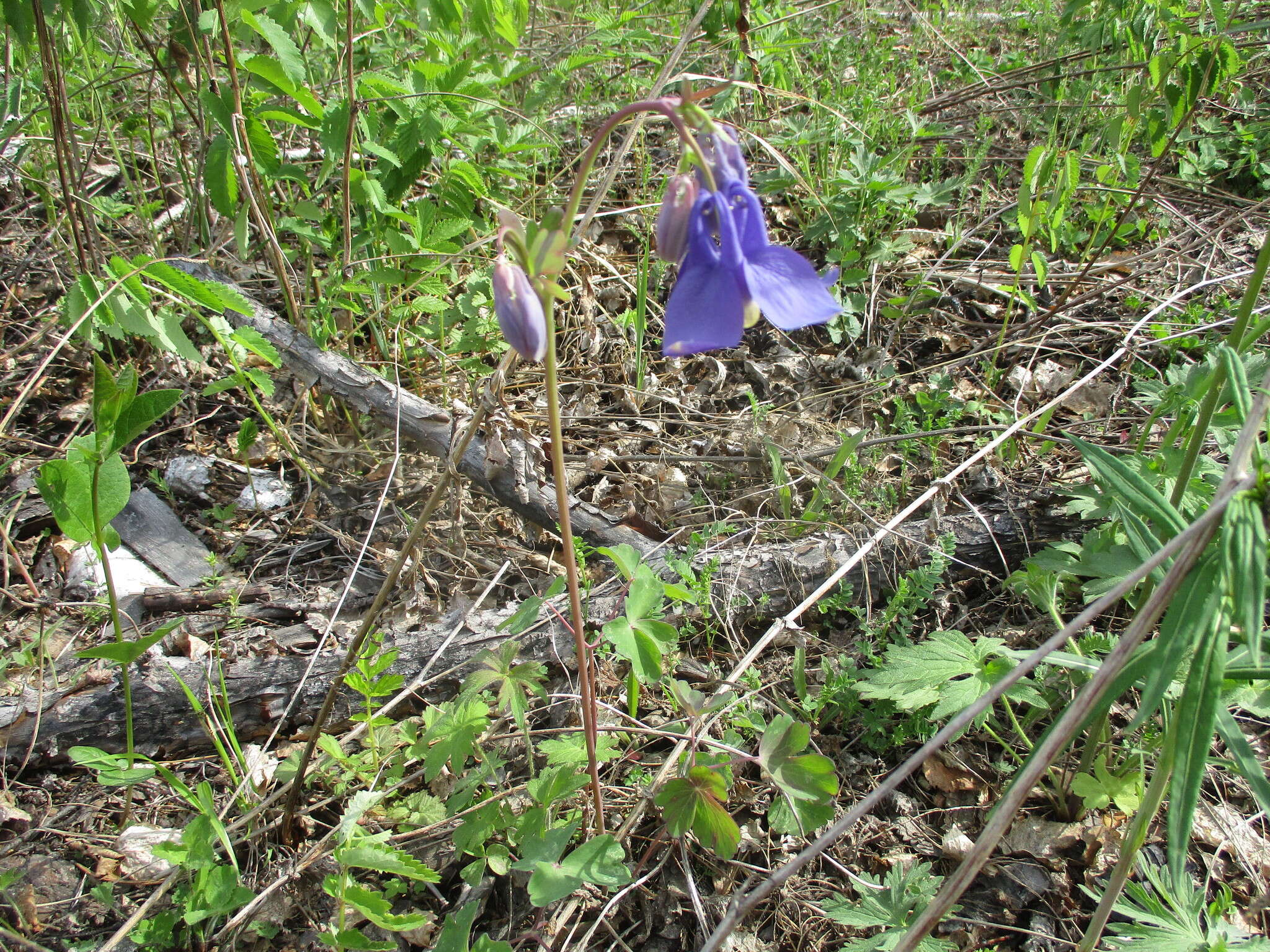 Aquilegia sibirica Lam. resmi