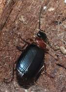 Image of Lebia (Lamprias) cyanocephala (Linnaeus 1758)