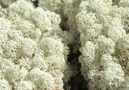 Image of star reindeer lichen