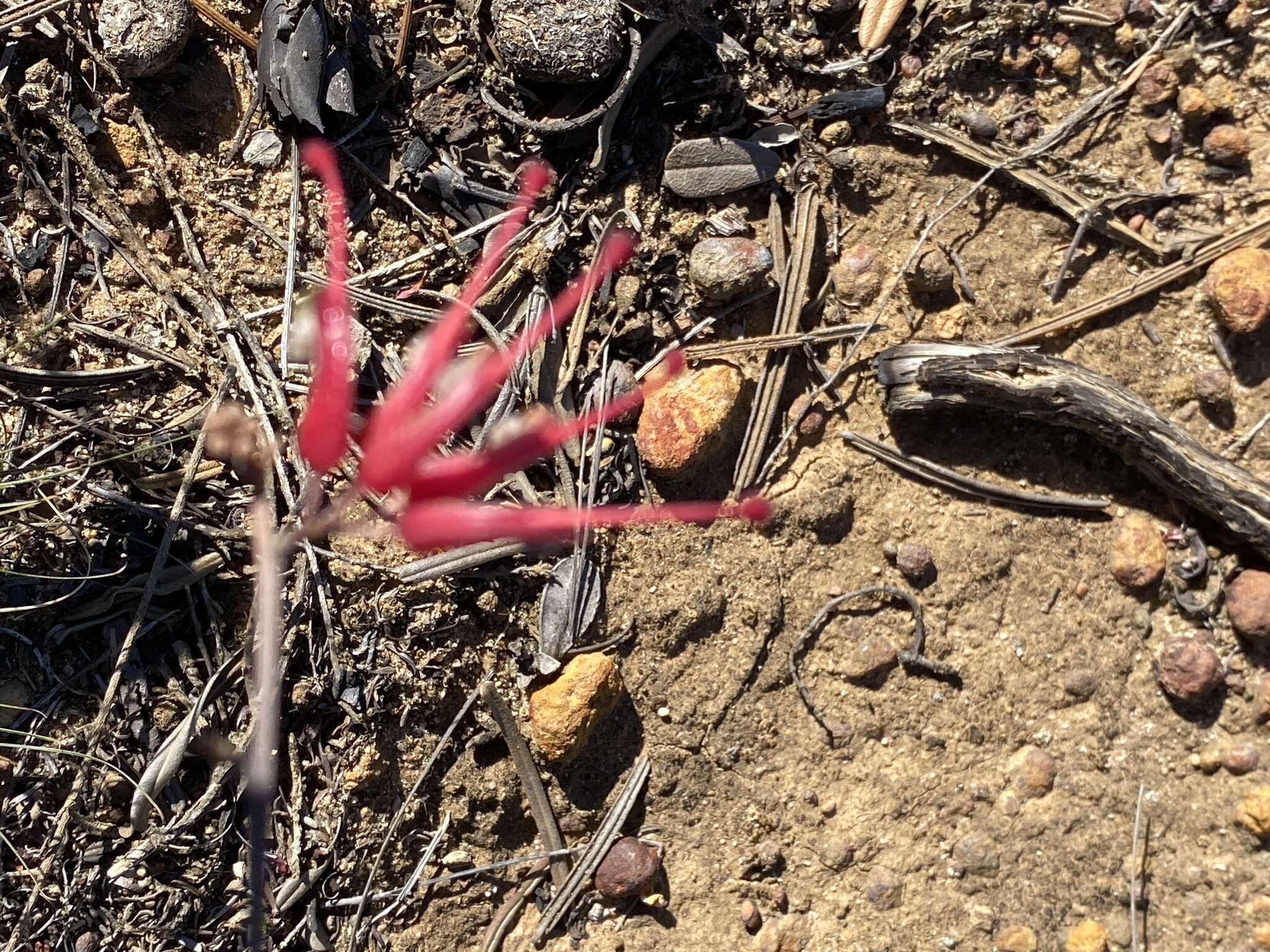 Image of Grevillea nudiflora Meissn.