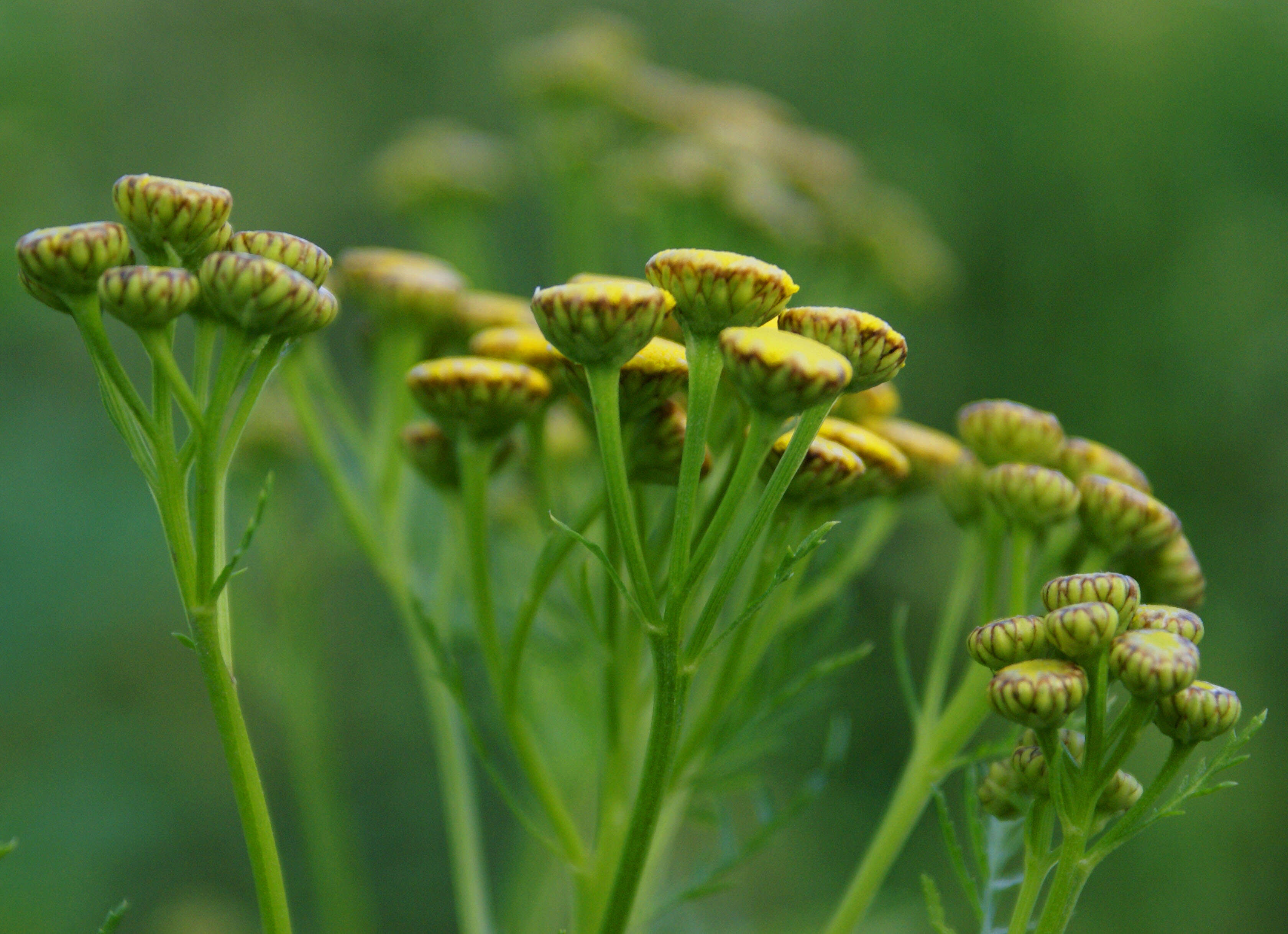 Image of common tansy