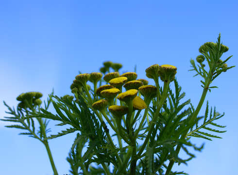 Image of common tansy