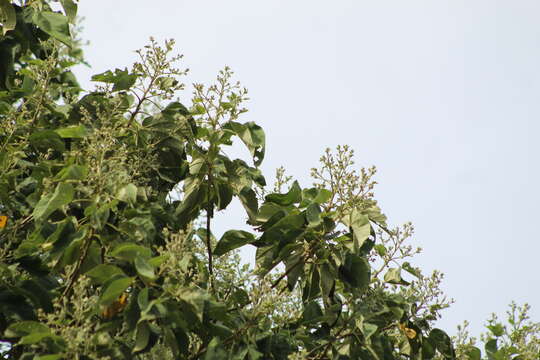 Image of Indian mallow