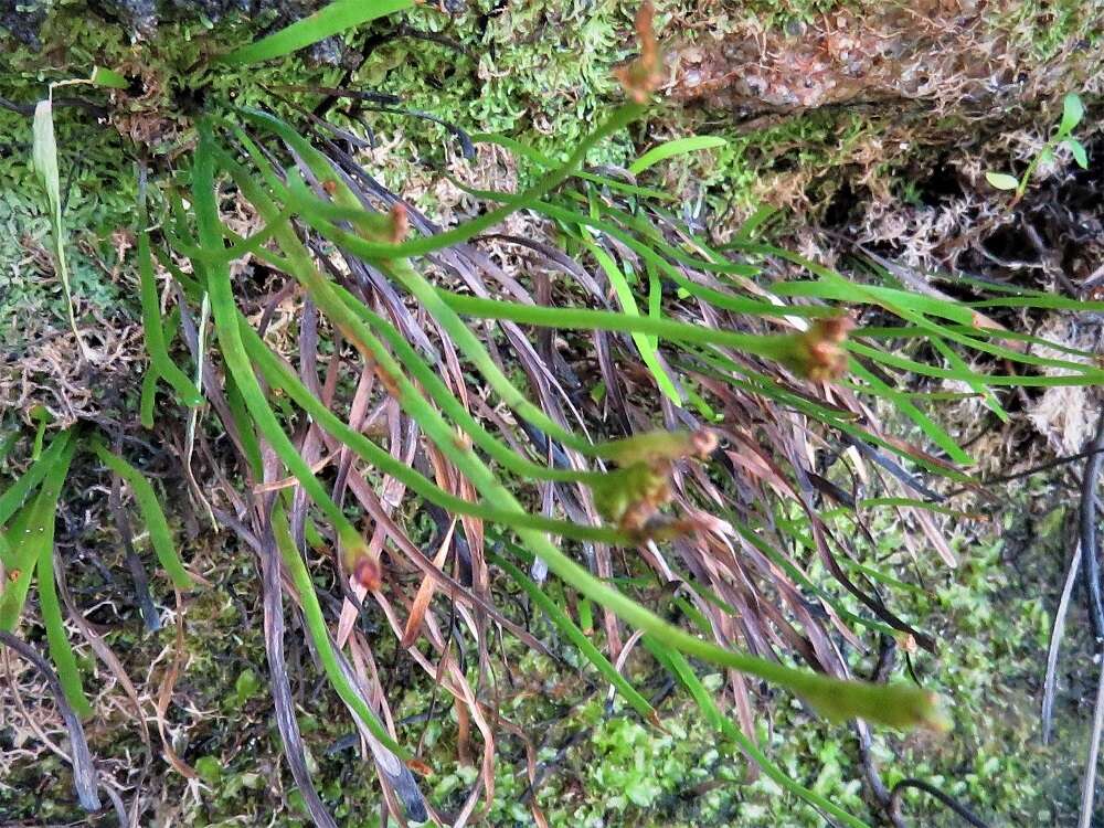 Image of Schizaea rupestris R. Br.