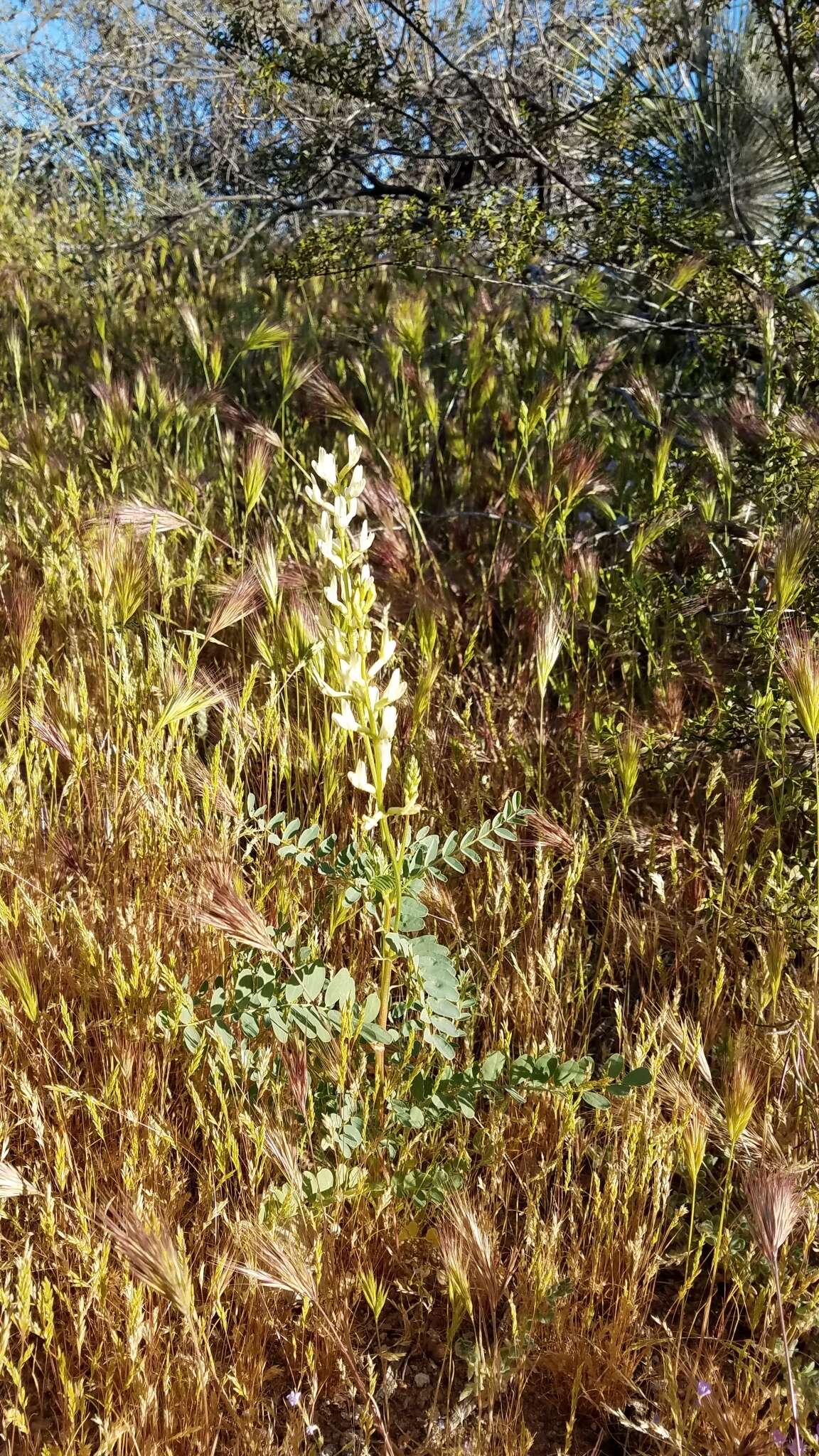 Imagem de Astragalus lentiginosus var. maricopae Barneby