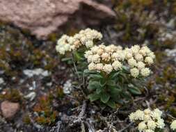 Ozothamnus rodwayi A. E. Orchard resmi