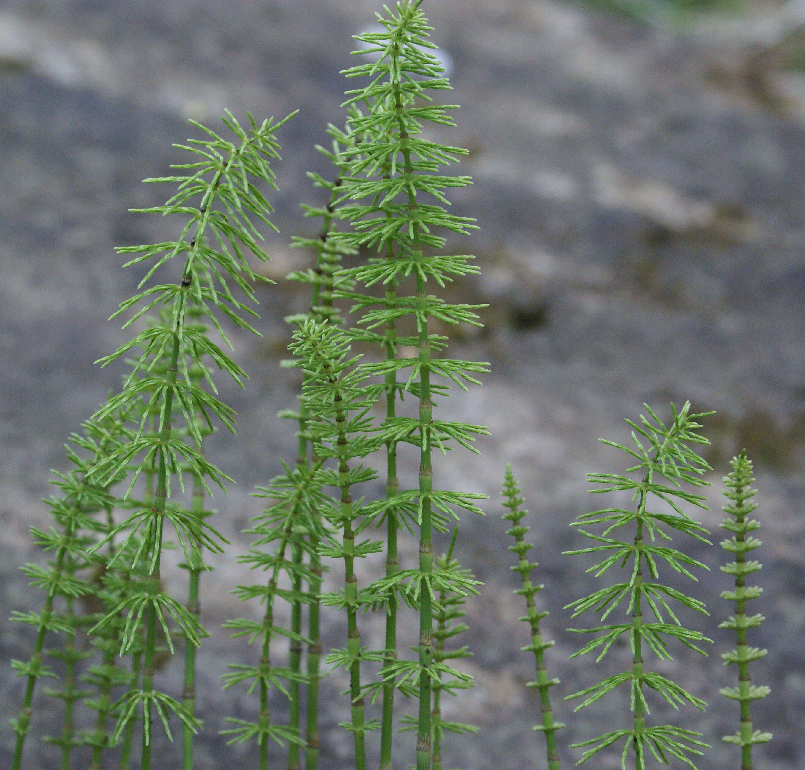 Image of Shady Horsetail