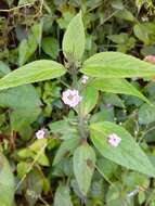 Image of threeleaf shrubverbena