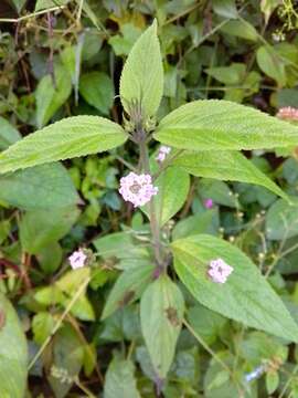 Image of threeleaf shrubverbena