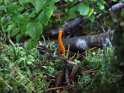 Image of Calocera viscosa (Pers.) Fr. 1821