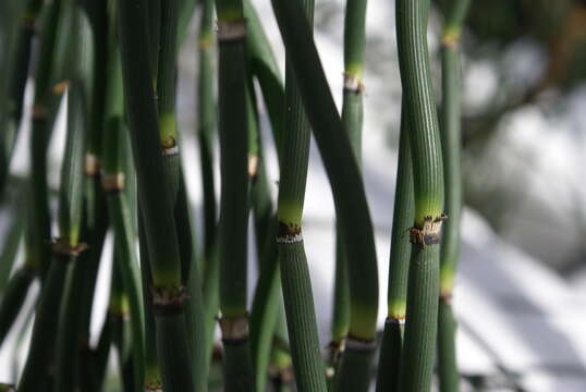 Image of Common Scouring-Rush