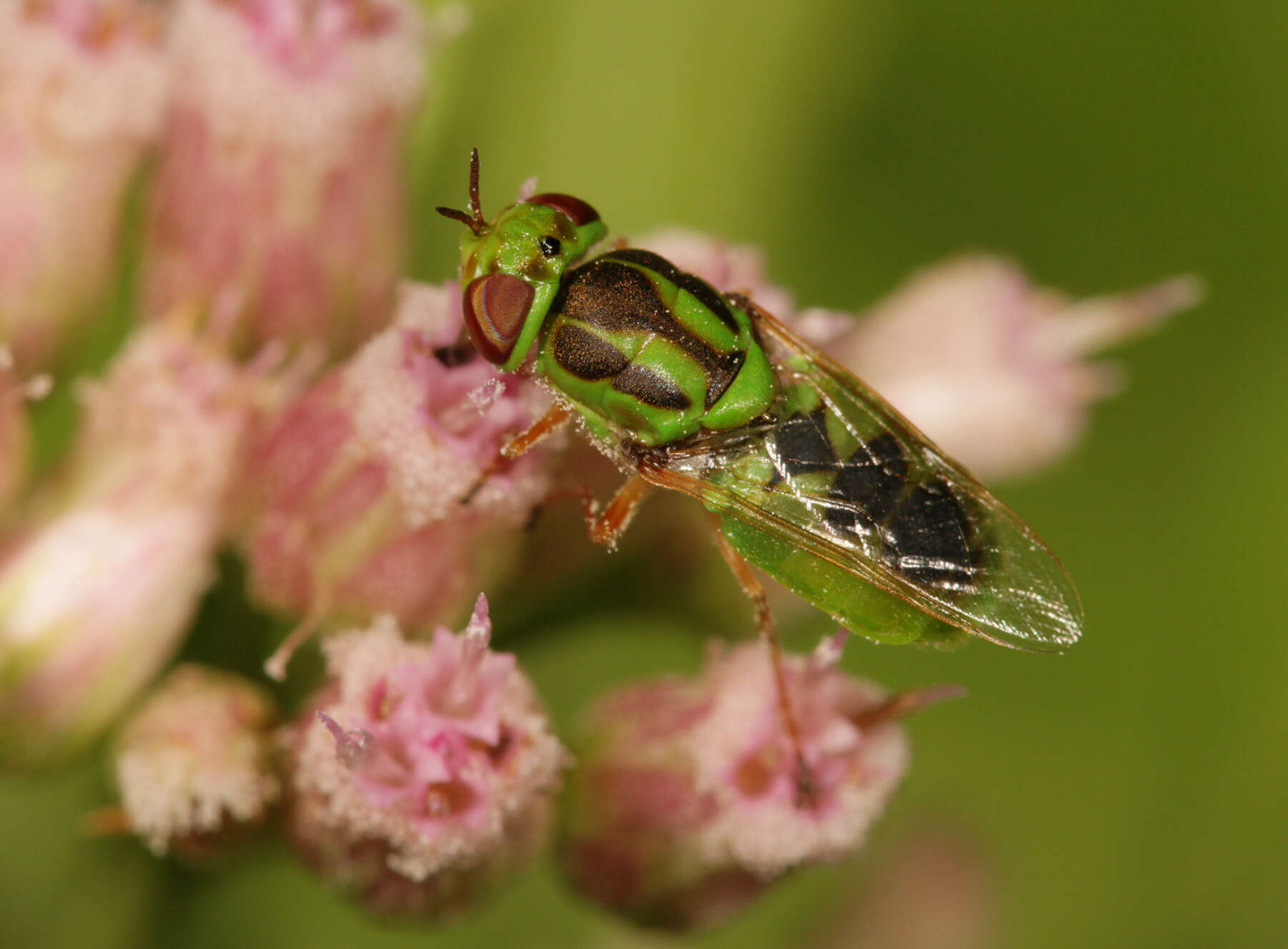 Sivun Hedriodiscus trivittatus (Say 1829) kuva