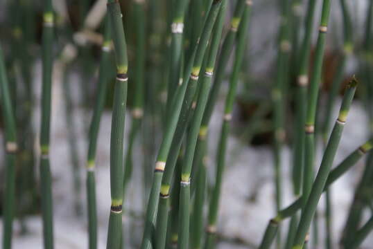 Image of Common Scouring-Rush