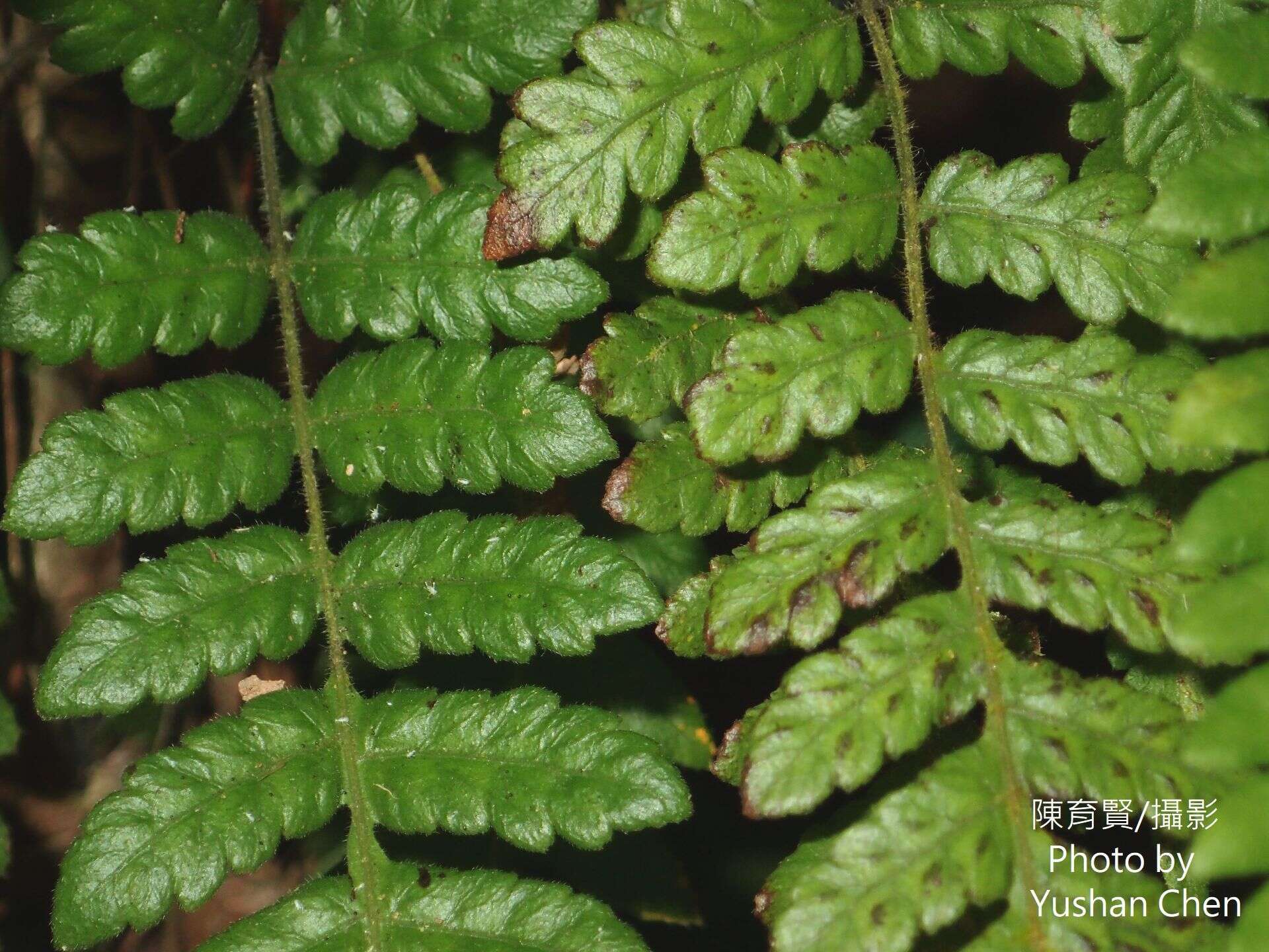 Image of Stegnogramma tottoides (H. Itô) Iwatsuki