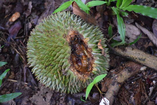 Image of durian