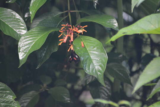 Image of Parides neophilus (Geyer 1837)