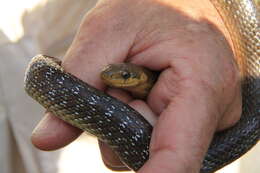 Image of Dahls Wipe Snake