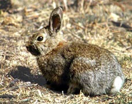 Image of snowshoe hare