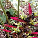 Image of Heliconia lasiorachis L. Andersson