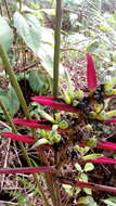 Image of Heliconia lasiorachis L. Andersson