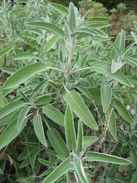 Imagem de Salvia officinalis L.