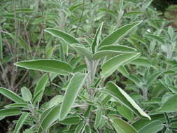 Imagem de Salvia officinalis L.