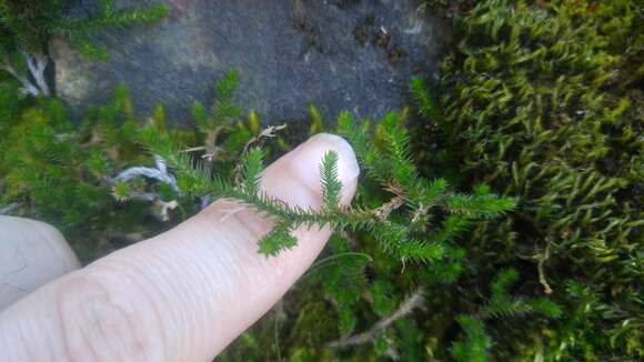 Image of Wallace's spikemoss