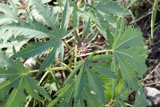 Слика од Jatropha macrorhiza Benth.